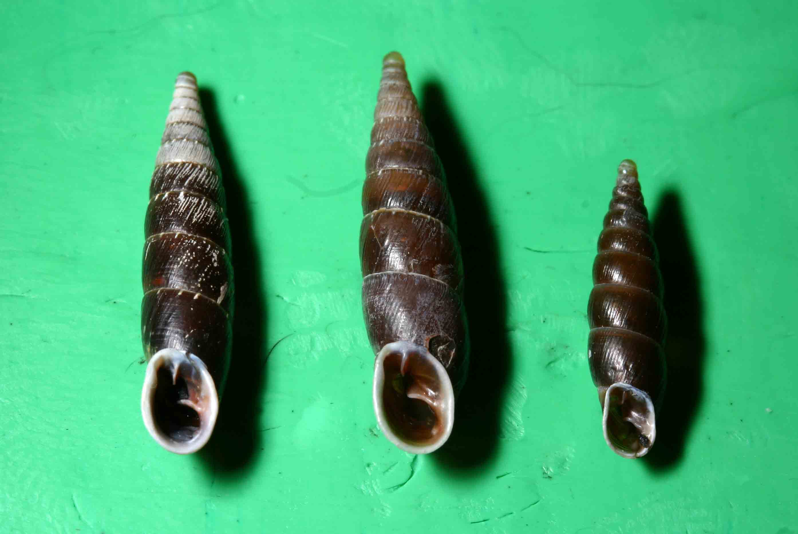 Ch.itala e Coc.laminata dalle Dolomiti bellunesi